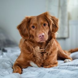 Hund im hundefreundlichen arte Hotel Kufstein