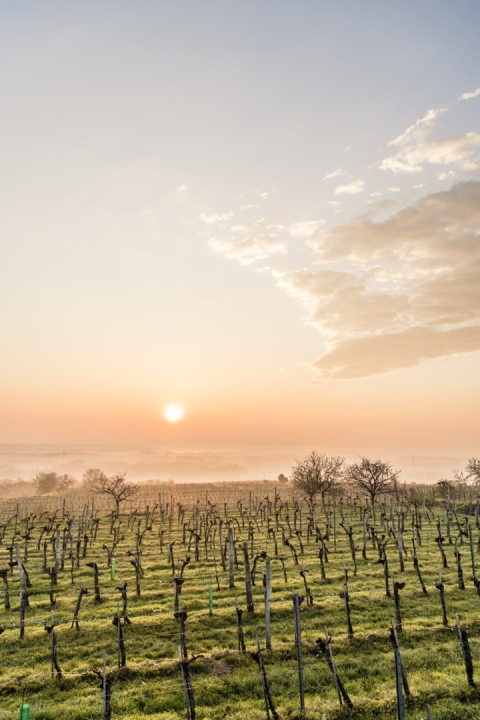 Wachau