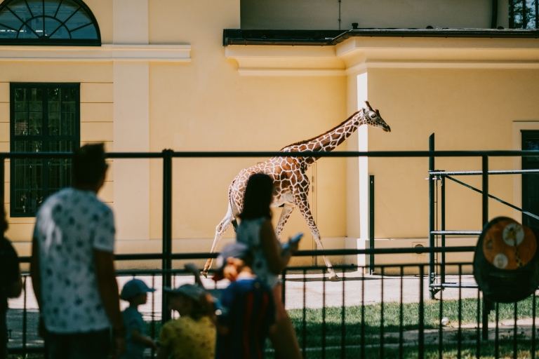 Giraffe im Tiergarten Schönbrunn