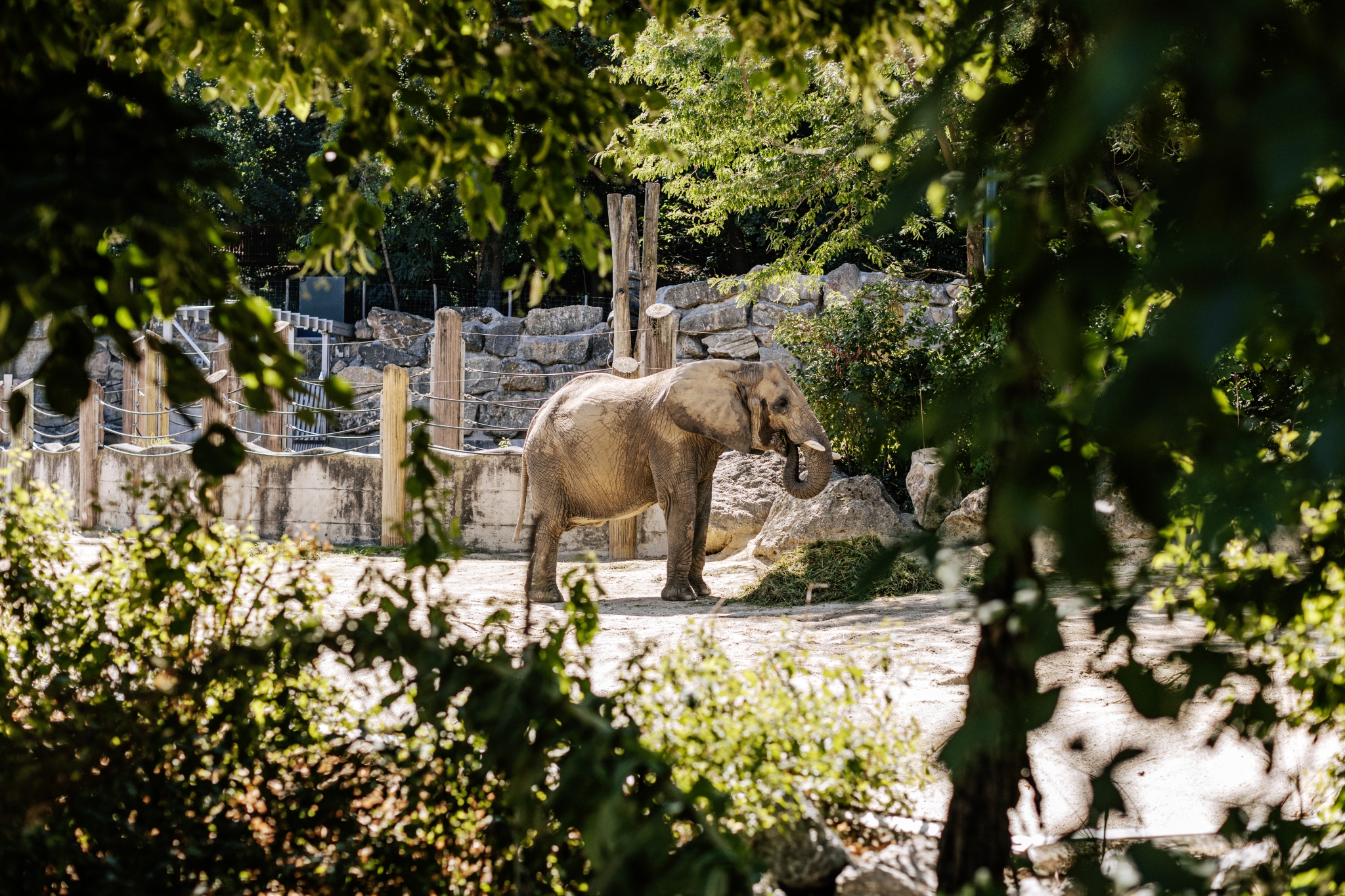 Elefant im Tiergarten Schönbrunn